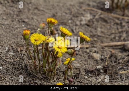 Fohlen-Blüte im Frühlingswald, Mutter- und Stiefmutter-erste Blüten. Blühende Tussilago farfara im april. Stockfoto