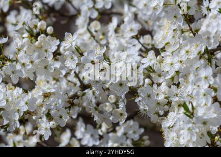 Weiße Pflaumenblüte, wunderschöne weiße Blüten des prunus-Baumes im Stadtgarten, detaillierter Makro-Nahaufnahme-Pflaumenzweig. Weiße Pflaumenblüten in Blüte auf Ast, Stockfoto