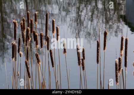 Sümpfe Typha angustifolia breitblättrige braune Blüten im Frühling. Stürme in einen Sumpf, in der Nähe eines Sees. Stockfoto