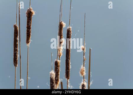 Sümpfe Typha angustifolia breitblättrige braune Blüten im Frühling. Stürme in einen Sumpf, in der Nähe eines Sees. Stockfoto