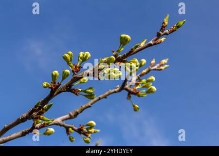 Knospen prunus avium, gemeinhin als Wildkirsche, Süßkirsche, Gänse oder Vogelkirsche bezeichnet. Budbreak. Frühling. Stockfoto