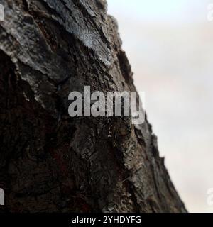 Zikada auf einem Baum, Insel Tilos, Inselgruppe Dodekanes. Griechenland Stockfoto