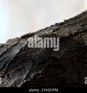 Zikada auf einem Baum, Insel Tilos, Inselgruppe Dodekanes. Griechenland Stockfoto