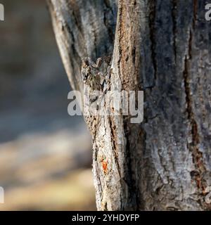 Zikada auf einem Baum, Insel Tilos, Inselgruppe Dodekanes. Griechenland Stockfoto