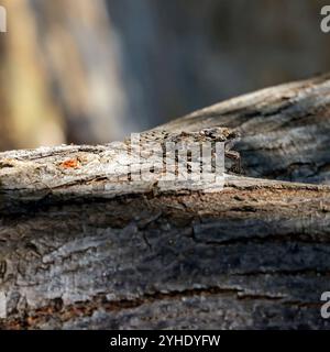 Zikada auf einem Baum, Insel Tilos, Inselgruppe Dodekanes. Griechenland Stockfoto