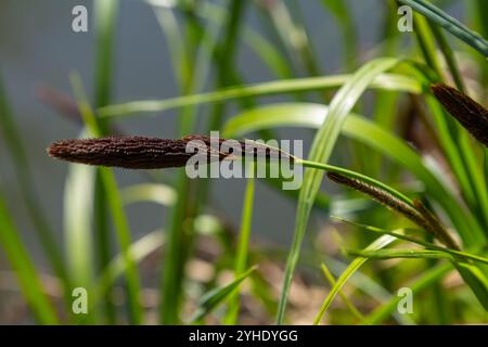 Carex acuta - gefunden wächst an den Rändern von Flüssen und Seen in den palaearktischen terrestrischen Ökoregionen in Schichten von nassem, alkalischem oder leicht saurem Abflaub Stockfoto