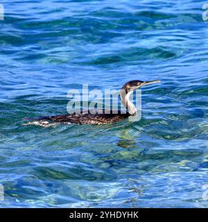 Junger Jugendlicher Kormoran - Phalacrocorax carbo - Schwimmen Stockfoto