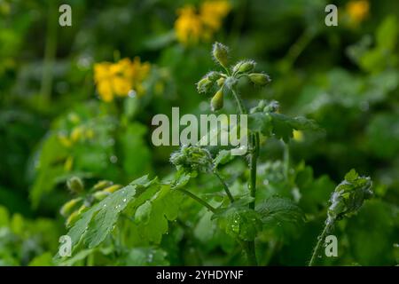 Chelidonium majus, allgemein bekannt als Großkelandin oder Tetterkraut, Nippelkraut oder Schluckkraut, ist eine krautige mehrjährige Pflanze. Bei einer Verletzung wird der p Stockfoto