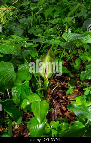 Kuckuckoopint oder Arum maculatum-pfeilförmiges Blatt, Waldgiftpflanze in der Familie Araceae. Pfeilförmige Blätter. Andere Namen sind Nakeshead, Adders ro Stockfoto