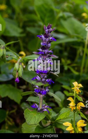 Eine Nahaufnahme blauer Blüten von Ajuga reptans Atropurpurea im Frühjahr. Stockfoto