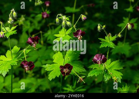 Lila und rote Blüten von Geranium phaeum Samobor im Frühlingsgarten. Stockfoto