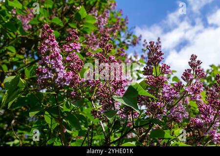 Flieder Syringa vulgaris blüht mit violett-violetten Doppelblüten, umgeben von grünen Blättern im Frühjahr. Stockfoto