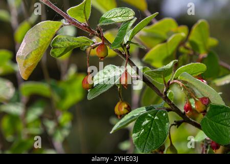 Cotoneaster procumbens. Cotoneaster-Buschpflanze mit Reifen roten Beeren. Stockfoto