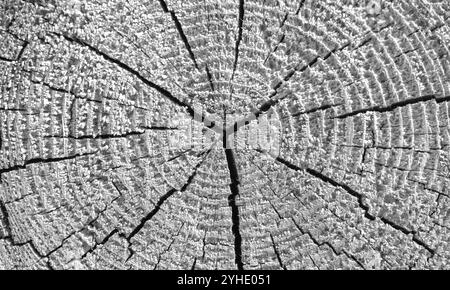 Ein alter Holzstamm mit radialen Rissen, schwarz-weißem Hintergrund Fotomaterial Stockfoto