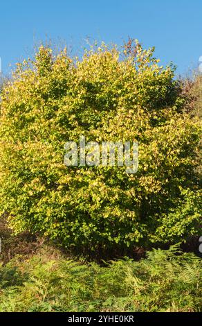 Haselnussbaum (Corylus avellana), der sich in seine herbstliche Farbe verwandelt. Herefordshire England Vereinigtes Königreich. Oktober 2024 Stockfoto