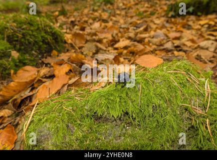 Waldkäfer (Anoplotrupes stercorosus) in Ruhe auf einem moosbedeckten großen Stein. Llandogo Monmouthshire Wales Vereinigtes Königreich. Oktober 2024 Stockfoto