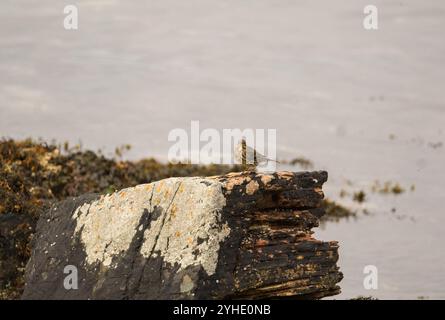 Rock Pipit (Anthus Petrosus) auf großem Felsen, White Bay Isle of Cumbrae Ayrshire Schottland Großbritannien. September 2024 Stockfoto