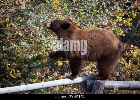 Ein Schwarzbär steht auf einem Zaun, während er hawthorne-Beeren entlang der Moose-Wilson Road im Grand Teton National Park, Wyoming, isst. Stockfoto