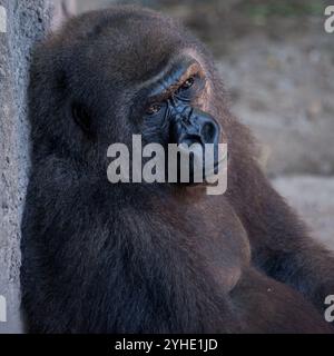 Junger Gorilla schlafend Stockfoto