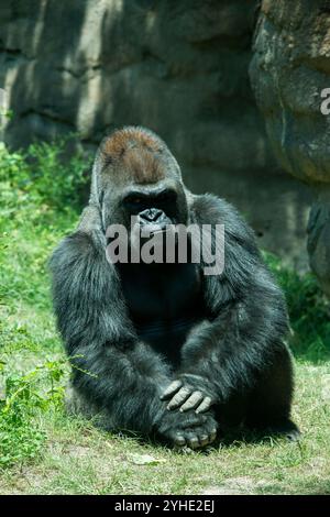 Silverback Gorilla Stockfoto