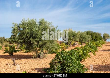 Spanischer Olivenhain und Weinberg. Landwirtschaft im Mittelmeerraum Stockfoto