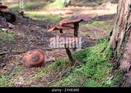 Vier braune Halimash Pilze seitlich und mit Blick auf die Kappe auf einem Kiefernstamm im Wald Stockfoto