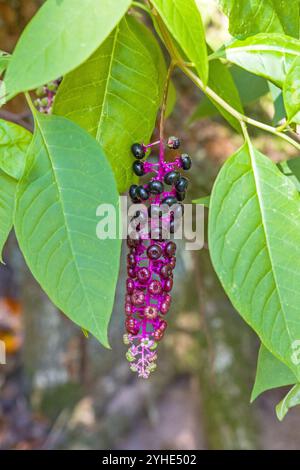 Eine Panicle mit Reifen dunkelblauen und unreifen grünen Beeren von Pokeweed mit grünen Blättern Stockfoto