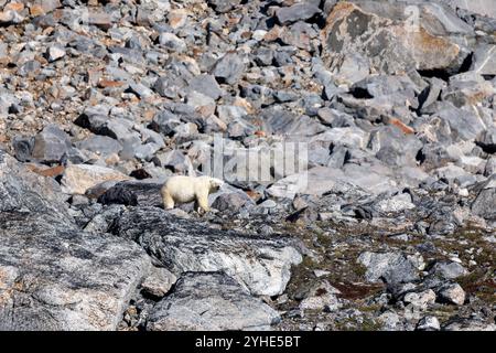 Ein Eisbär spaziert entlang des felsigen Fjordbergs, Liverpool Land, Ostgrönland. Der Hintergrund bietet ein schroffes, felsiges Gelände Stockfoto