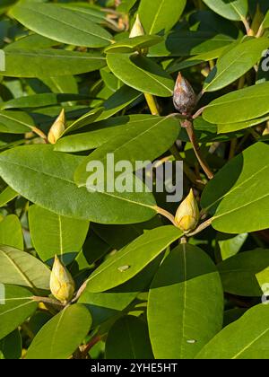 Eine braune tote Rhododendron-Knospe mit Pilz, übertragen durch die Rhododendron-cicada mit schwarzen, spitzen Sporen neben frischen Knospen Stockfoto