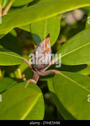 Eine braune tote Rhododendron-Knospe mit einem Pilz, der von der Rhododendron-cicada mit schwarzen Spiky-Sporen übertragen wird Stockfoto