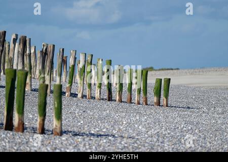 Malerische Küstenlandschaft mit verwitterten Holzpfosten am Pebble Beach Stockfoto