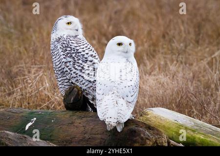 Eine männliche und weibliche Schneeeule ruhen auf Baumstämmen im Boundary Bay Regional Park, British Columbia, Kanada. Stockfoto