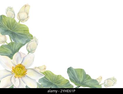 Aquarellblühender weißer Lotus, horizontaler Rahmen. Asiatische Seerosen Blumen mit Knospen, Blätter realistische Illustration für Hochzeitsdesign, Geburtstagsgruß Stockfoto