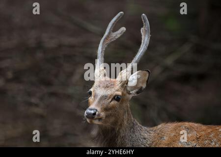 Chamois alpine Ziege in Merlet Tierpark. Chamonix, Frankreich Stockfoto