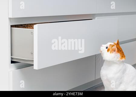 Hauskatzen spielen zu Hause Verstecken. Hauskatze, die auf eine offene Schublade blickt. Katze in der Nähe eines offenen Kleiderschranks. Weiße Katze mit rotem Kopf Stockfoto