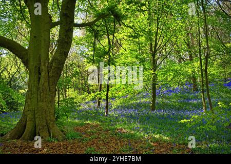 Großbritannien, South Yorkshire, Sheffield, Woolley Wood Bluebells. Stockfoto