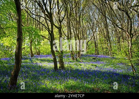 Großbritannien, South Yorkshire, Sheffield, Woolley Wood Bluebells. Stockfoto