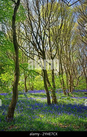 Großbritannien, South Yorkshire, Sheffield, Woolley Wood Bluebells. Stockfoto