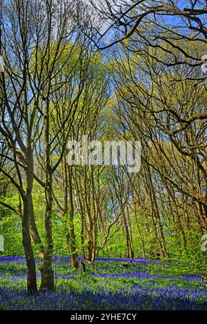 Großbritannien, South Yorkshire, Sheffield, Woolley Wood Bluebells. Stockfoto