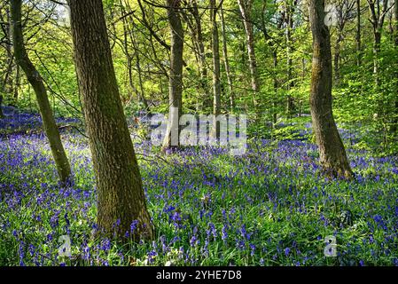 Großbritannien, South Yorkshire, Sheffield, Woolley Wood Bluebells. Stockfoto