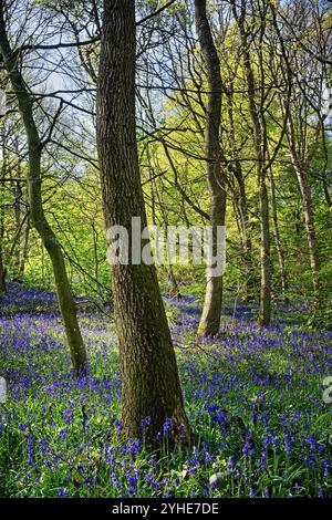 Großbritannien, South Yorkshire, Sheffield, Woolley Wood Bluebells. Stockfoto