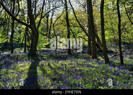 Großbritannien, South Yorkshire, Sheffield, Woolley Wood Bluebells. Stockfoto