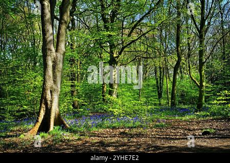 Großbritannien, South Yorkshire, Sheffield, Woolley Wood Bluebells. Stockfoto