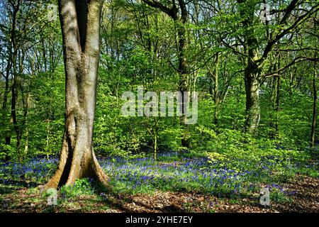 Großbritannien, South Yorkshire, Sheffield, Woolley Wood Bluebells. Stockfoto