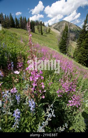 Feuerweed-Wildblumen blühen entlang des Black Canyon Trail in den Snake River Mountains. Bridger-Teton National Forest, Wyoming Stockfoto