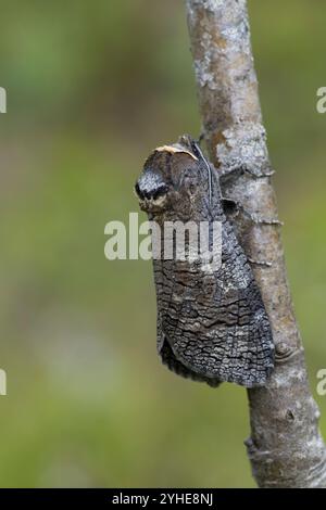 Weidenbohrer, Weiden-Bohrer, Cossus cossus, Ziegenmotte, europäischer Ziegenmotten, Le Cossus gâte-bois, Holzbohrer, Cossidae Stockfoto