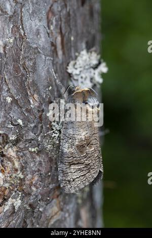 Weidenbohrer, Weiden-Bohrer, Cossus cossus, Ziegenmotte, europäischer Ziegenmotten, Le Cossus gâte-bois, Holzbohrer, Cossidae Stockfoto