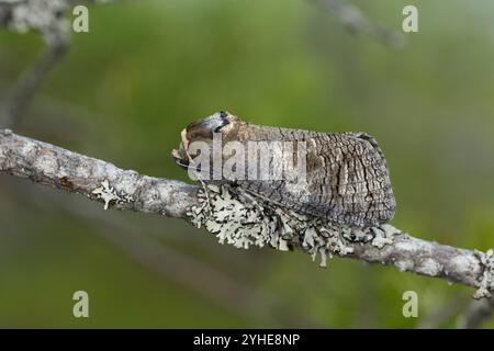 Weidenbohrer, Weiden-Bohrer, Cossus cossus, Ziegenmotte, europäischer Ziegenmotten, Le Cossus gâte-bois, Holzbohrer, Cossidae Stockfoto