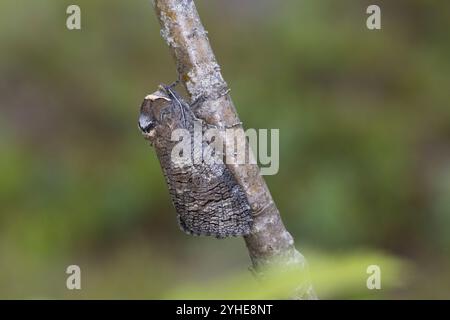 Weidenbohrer, Weiden-Bohrer, Cossus cossus, Ziegenmotte, europäischer Ziegenmotten, Le Cossus gâte-bois, Holzbohrer, Cossidae Stockfoto