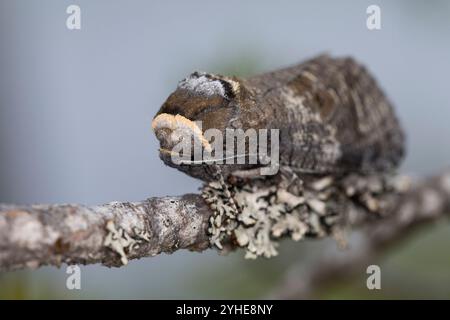 Weidenbohrer, Weiden-Bohrer, Cossus cossus, Ziegenmotte, europäischer Ziegenmotten, Le Cossus gâte-bois, Holzbohrer, Cossidae Stockfoto